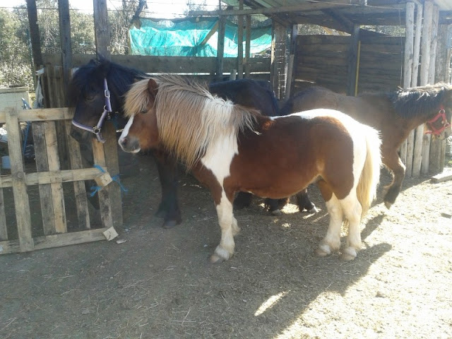 Dept19, Lola et Doudou (First) ,ONC poney, réservés par Sandra84 et Evelyne (Janvier 2016) - Page 2 Lola1%2Band%2BBandit%2B13%2BMarch