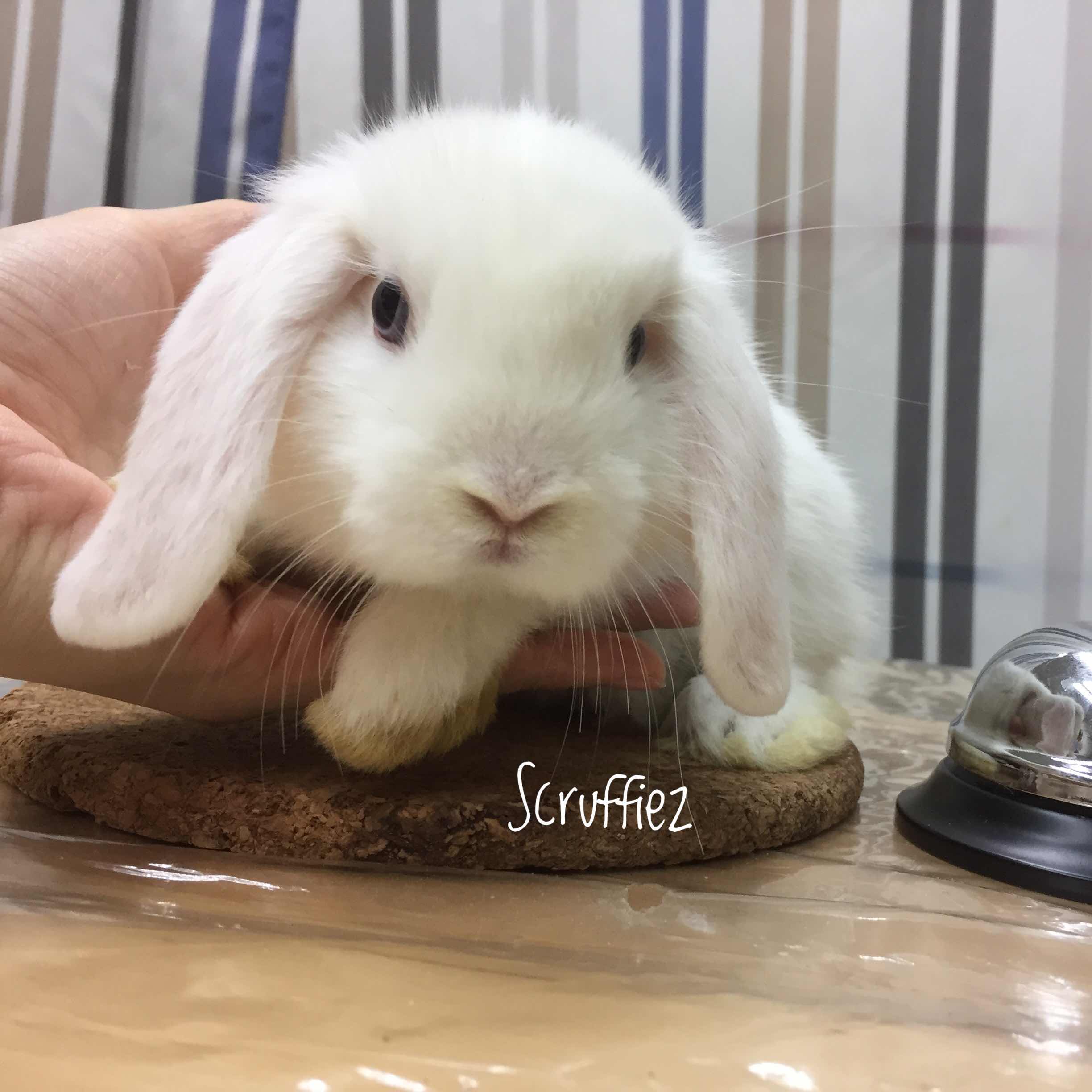 Rabbits for sale in Singapore!