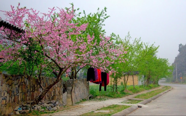 Dao khien hang rao da Ha Giang cung no hoa 