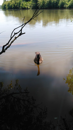 Nature Preserve «Chattahoochee Nature Center», reviews and photos, 9135 Willeo Rd, Roswell, GA 30075, USA