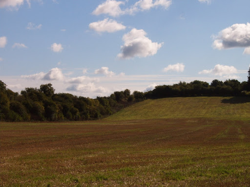 harvested field 