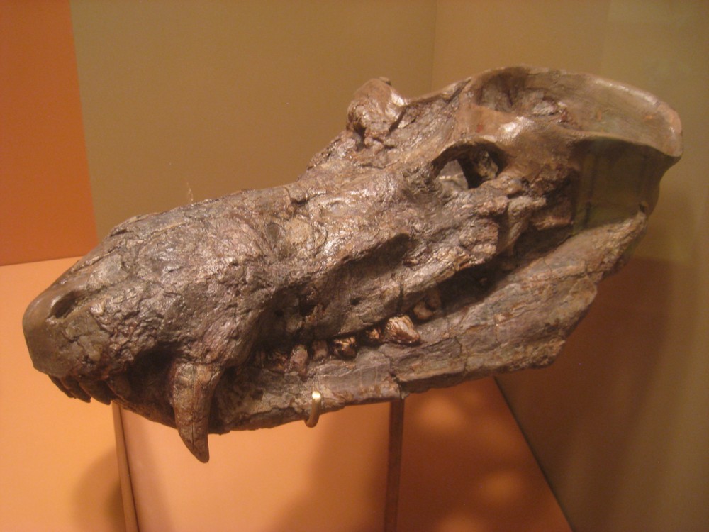 파일:external/upload.wikimedia.org/Cynognathus_crateronotus_-_National_Museum_of_Natural_History_-_IMG_1987.jpg