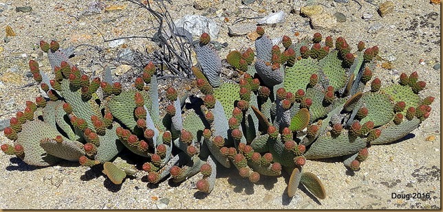 Beaver Tail cactus