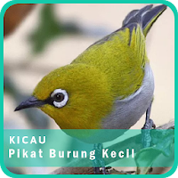 Koleksi Suara Pikat Burung Kecil Ampuh Mp3 Offline