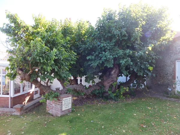 400 year old Mulberry Tree