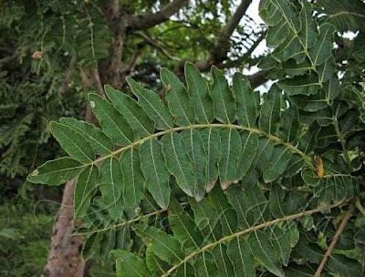 Did you know that Boswellia serrata or Shallaki is a decidous plant that is native to India which produces the fragrant resin commonly known as Indian olibanum, Indian frankincense?