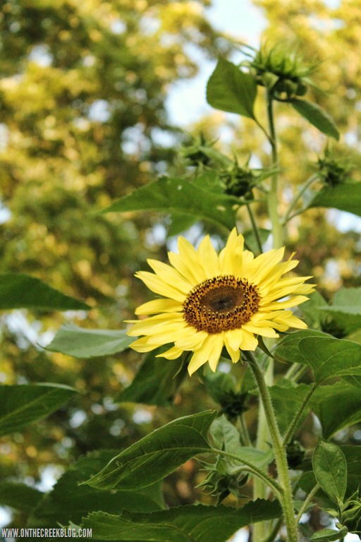 [sunflower14%5B12%5D]