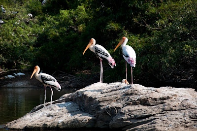 Painted stork in Rangan Thittu bird sanctuary