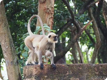 Langurs 1