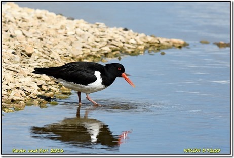 Slimbridge WWT - April