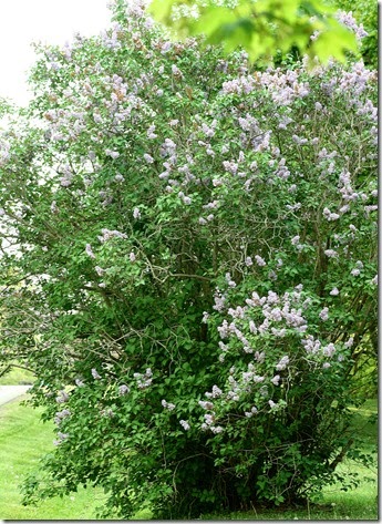 Lilac Bush