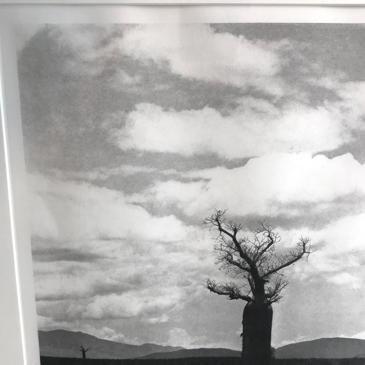 Signed 'Baobab' Photograph