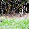 White-breasted Waterhen