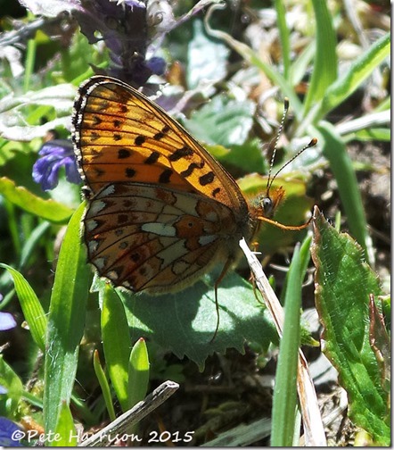 8-Pearl-bordered-Fritillary