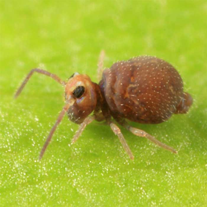 파일:external/agpest.co.nz/Brassica-springtail-common-springtail.jpg