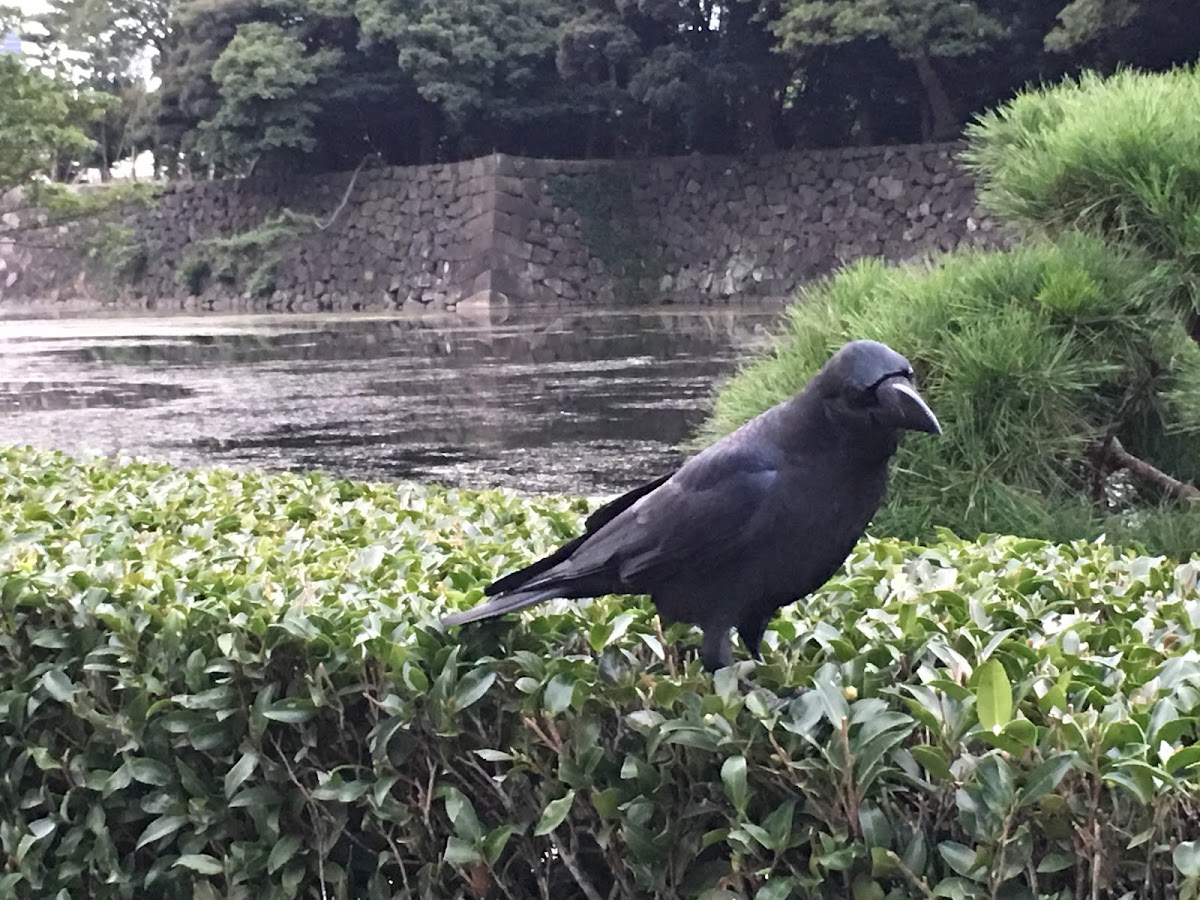 Large-billed crow