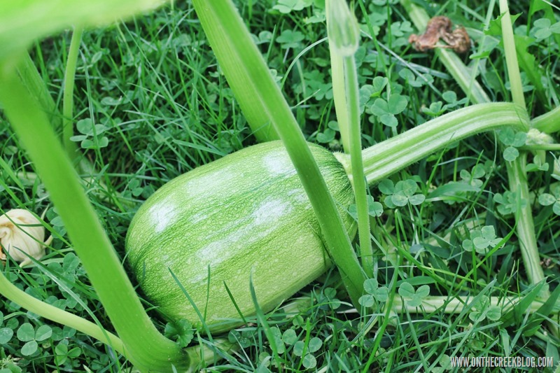 Pumpkin Patch | On The Creek Blog // www.onthecreekblog.com