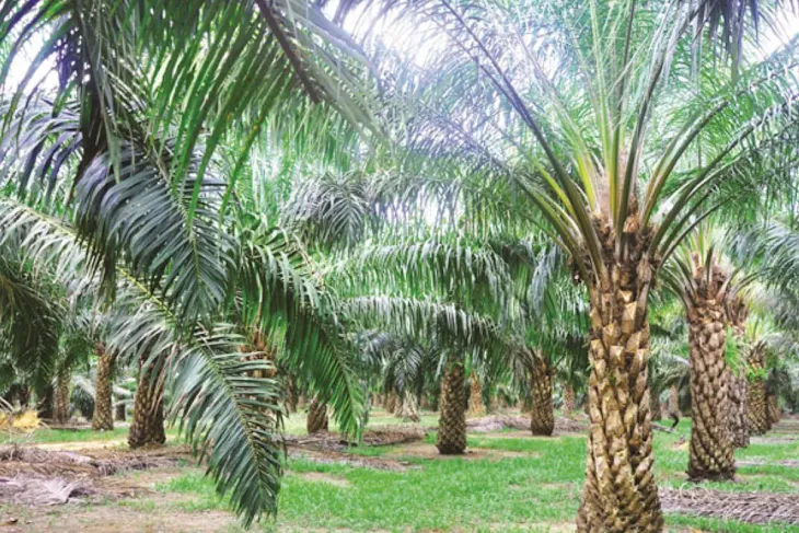 pohon kelapa sawit