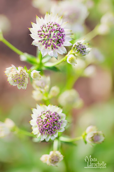 Astrantia Gwaun Valley Astrantia-gwaun-valley-140623-87rm