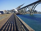 Seagull with Yaquina Bay Bridge in background