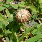 Marasmius sp.