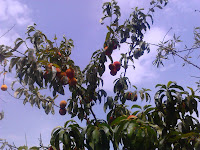 Peach tree