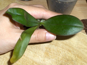 Phalaenopsis Kuntrarti rarashati x Lindenii, seedling out of the pot