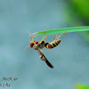 Paper Wasp