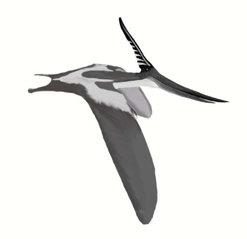 파일:external/upload.wikimedia.org/Pteranodon_longiceps_mmartyniuk_wiki.png