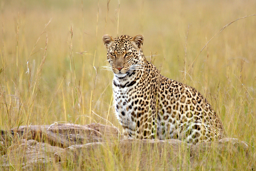 BELLEZZA FELINA di LOMELLINO37