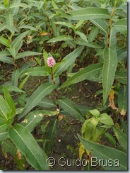 Persicaria amphibia