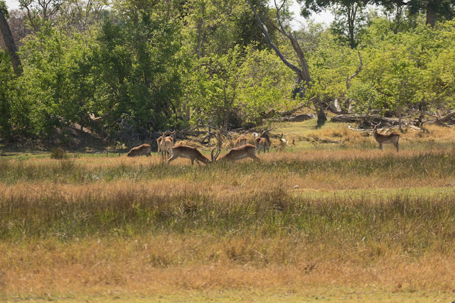 Botswana et Zimbabwe en octobre BotsZim_Oct2015_144