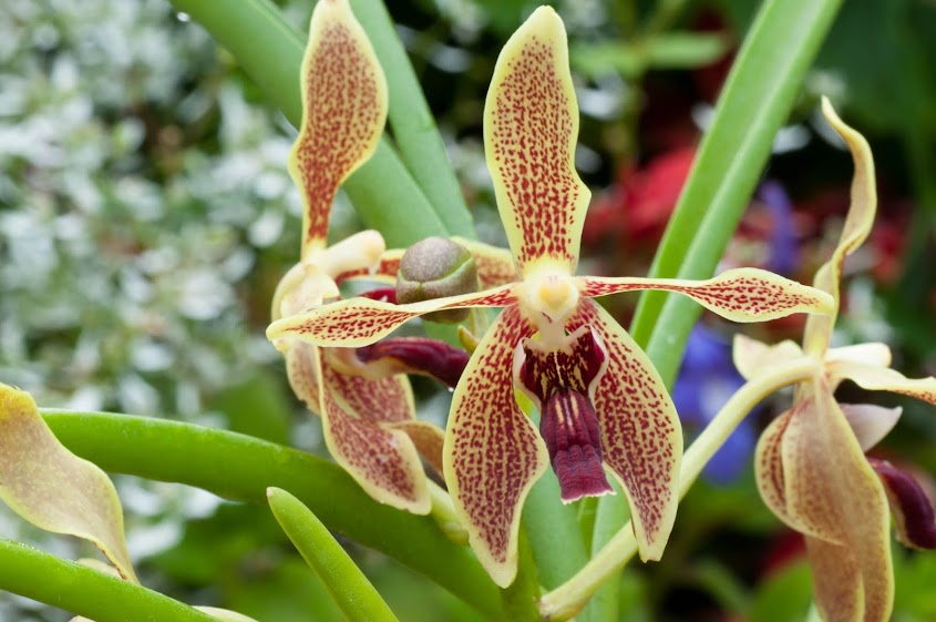 Paravanda Brauer (Paraphalaenopsis labukensis x Vanda alpina ) _DSC0014