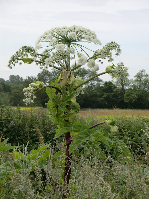 CIMG7316 Giant hogweed, Medway valley