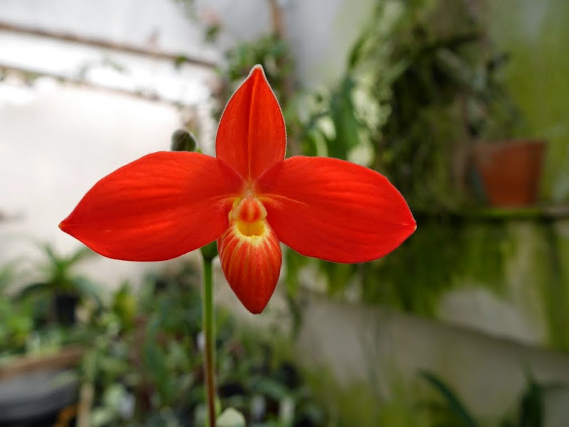 Phragmipedium besseae P1020925