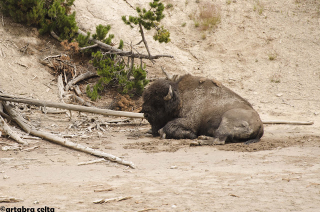 ZONA GEOTERMAL DE YELLOWSTONE N.P. (WYOMING, USA), Naturaleza-USA (21)