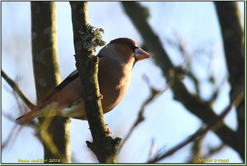 Draycote Waters - January