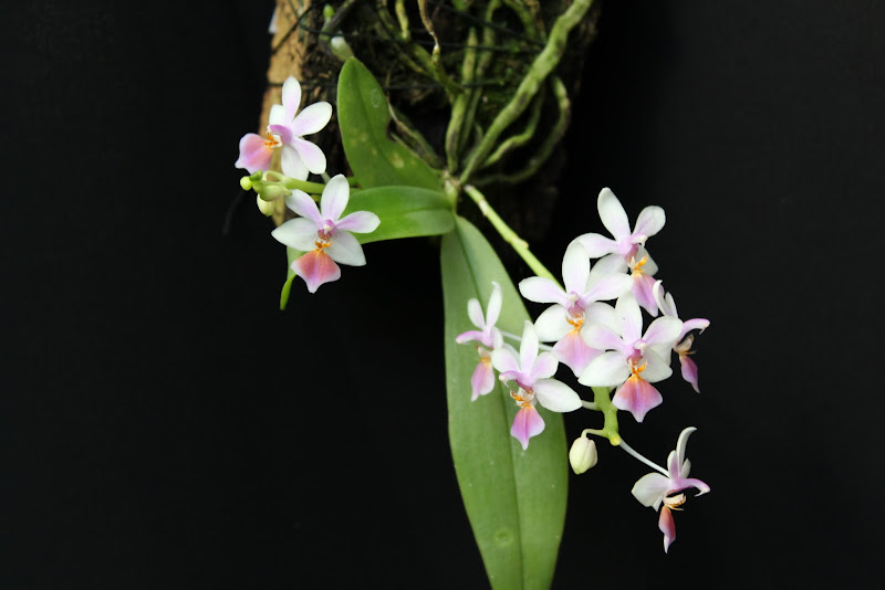 Phalaenopsis Partris (equestris x parishii) IMG_1736