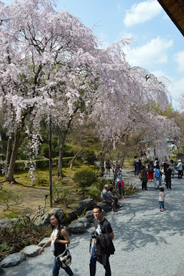 Pabellón dorado, Ryoan-Ji, Ninna-Ji,Arashiyama, Nishiki-Market y Geishas en Gion - Japón en 15 días-Hanami 2015 (10)