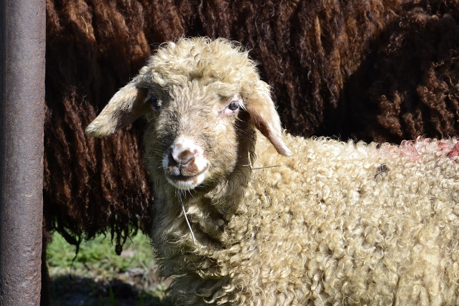 Армения: сокровища нации