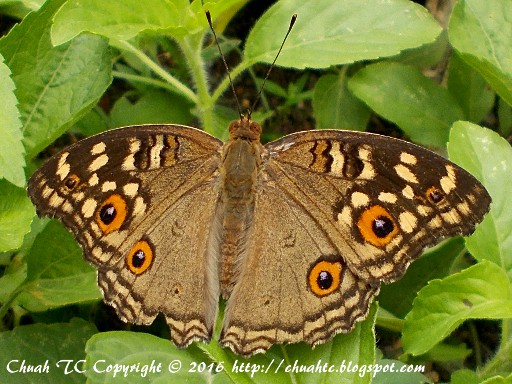 Lemon Pansy Showing Its Upperside Wing