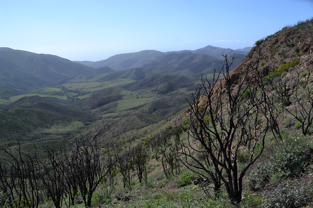 chared sticks and a green valley