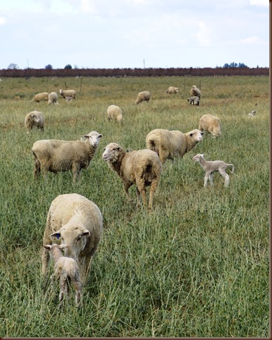 Sheep near Kerman California