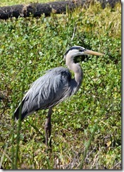 Great Blue Heron-2