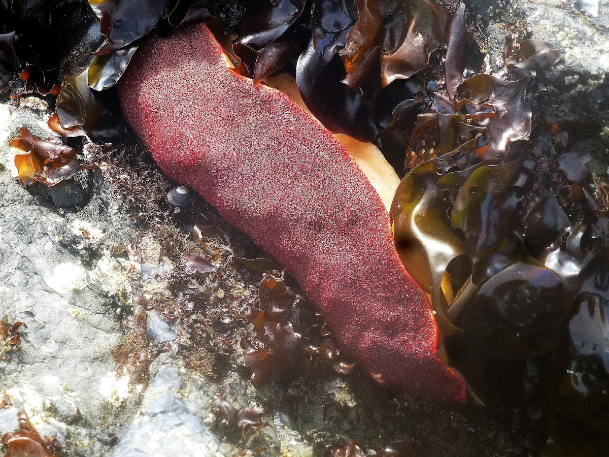 Giant Pacific Chiton