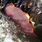 Giant Pacific Chiton