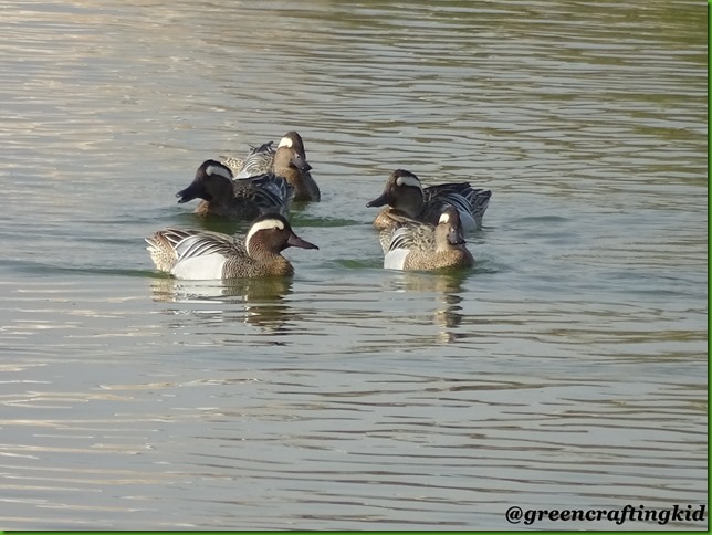 Garganey family