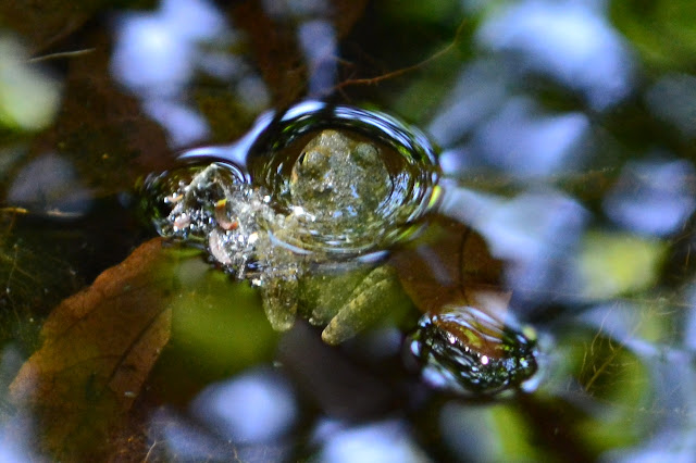 frog in the water on a small twig