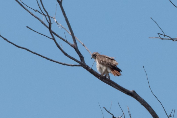 Red-tailed Hawk P1030596