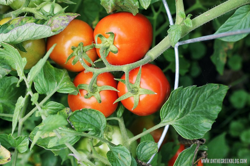 Garden Fresh Roma Tomatoes